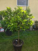 zitrus clementine baum 1m80