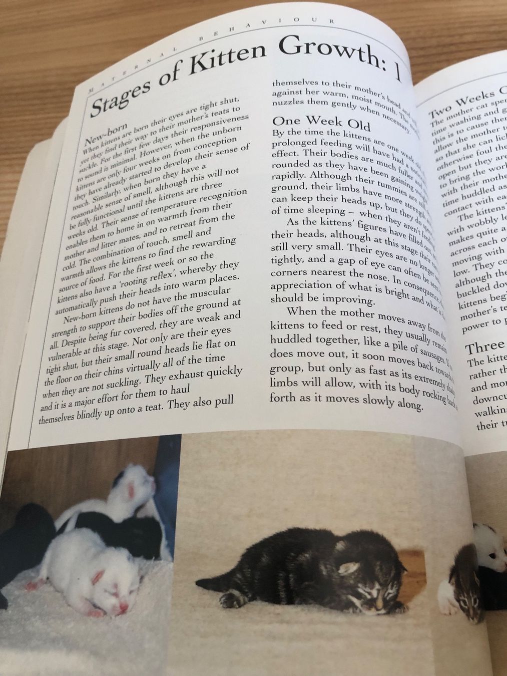 Bücher: „Understanding Cat Behavior“: Complete Feline Problem Solver – Gebraucht aus Zürich von Upippin 4
