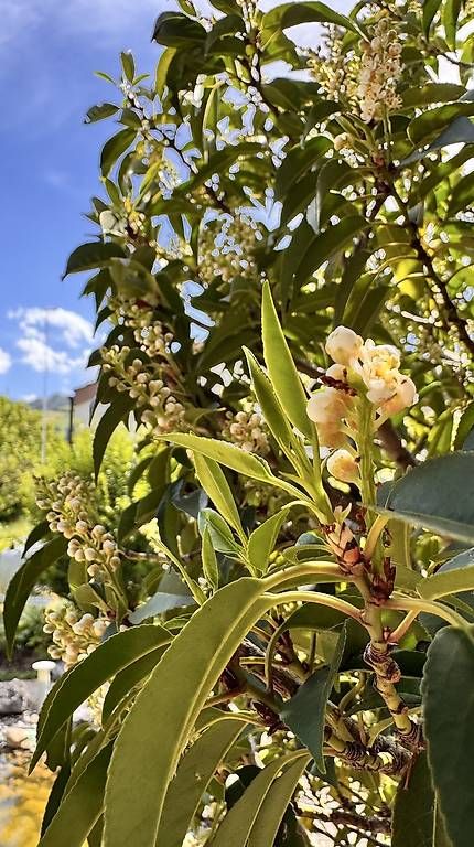 Plantes & graines: Portugiesischer Lorbeerbaum – D'occasion à Lachen SZ par honeybee67 4