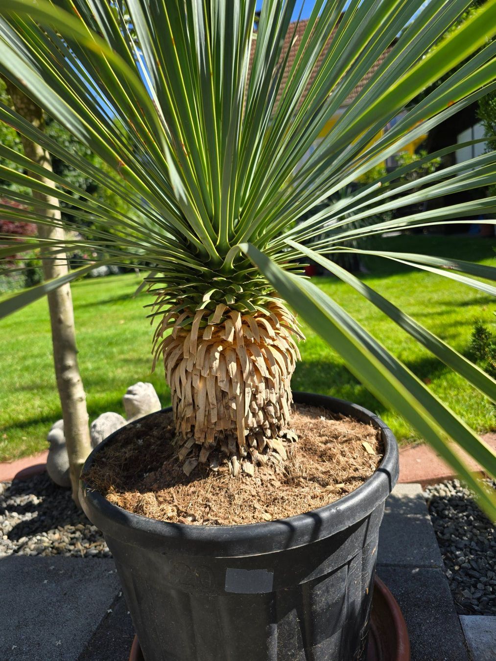 Pflanzen & Samen: Wunderschöne Yucca Rostrata – Gebraucht aus Aarburg von popkorn65 2