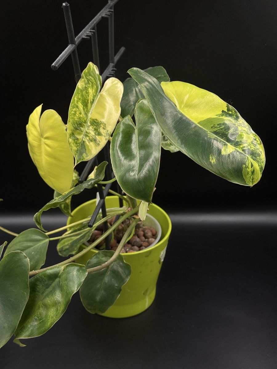 Piante & sementi: Philodendron Burle Marx Variegata – Nuovo (secondo la descrizione) da Eglisau venduto da Plantwithjoy 2