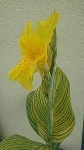 Piante & sementi: Canna indica YELLOW TIGER 2x – Usato da Bremblens venduto da FIBONACCI369 2