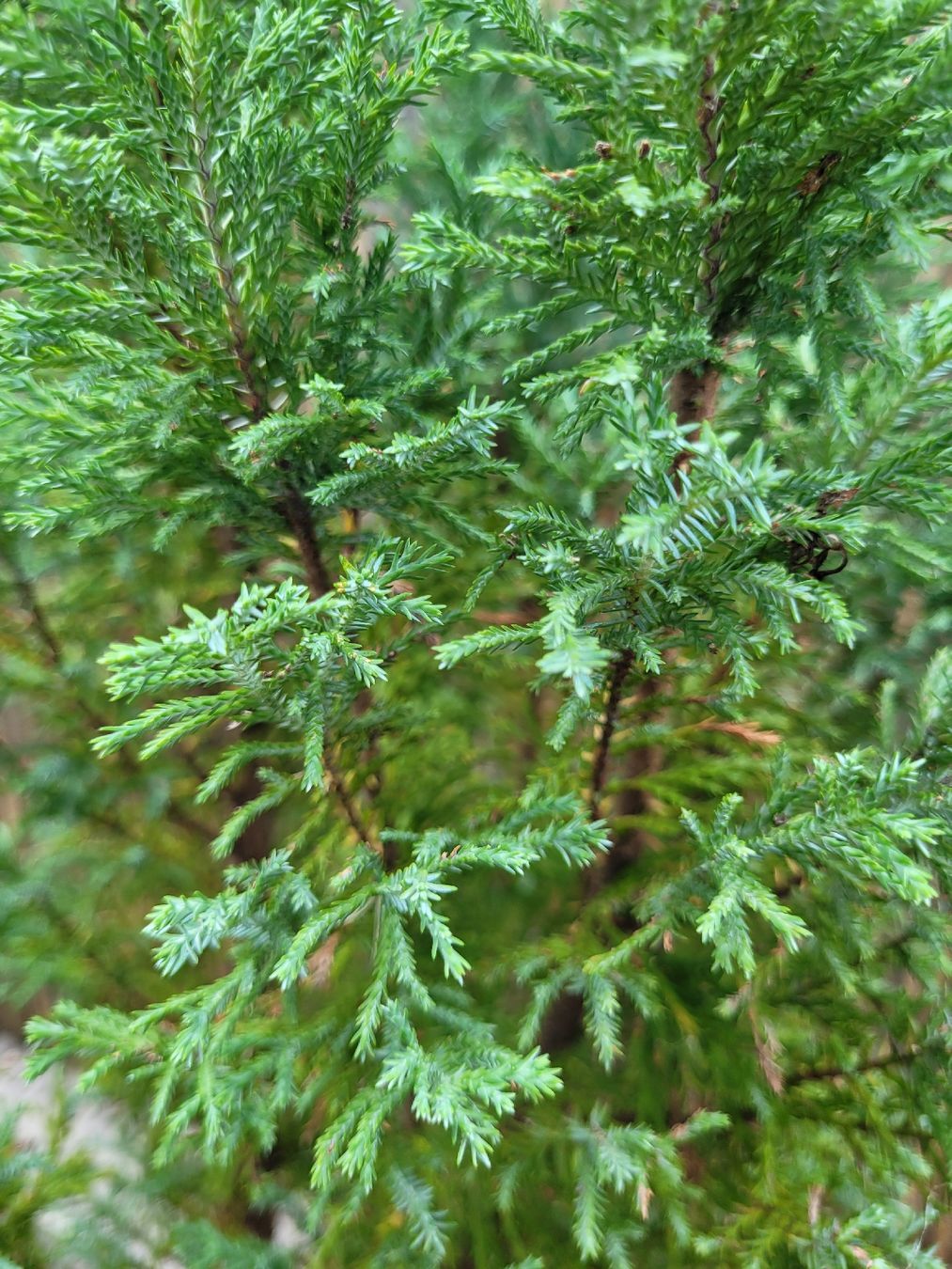 Piante & sementi: Robuste Pflanze für Terrasse – Usato da Ostermundigen venduto da dua_296 1