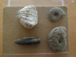 Fossilien Schweiz