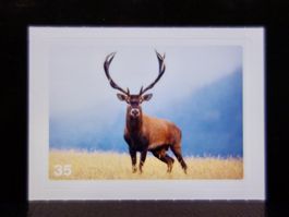MIGROS MANIA Nature Detectives Nr. 35