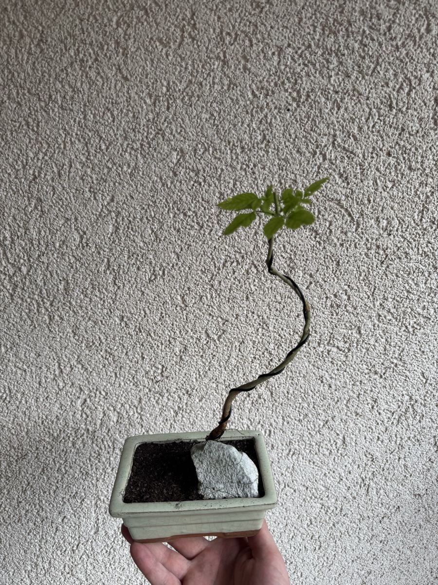 Plantes & graines: Eschen Bonsai im Topf – D'occasion à Rümlang par Gruseh.ch 2