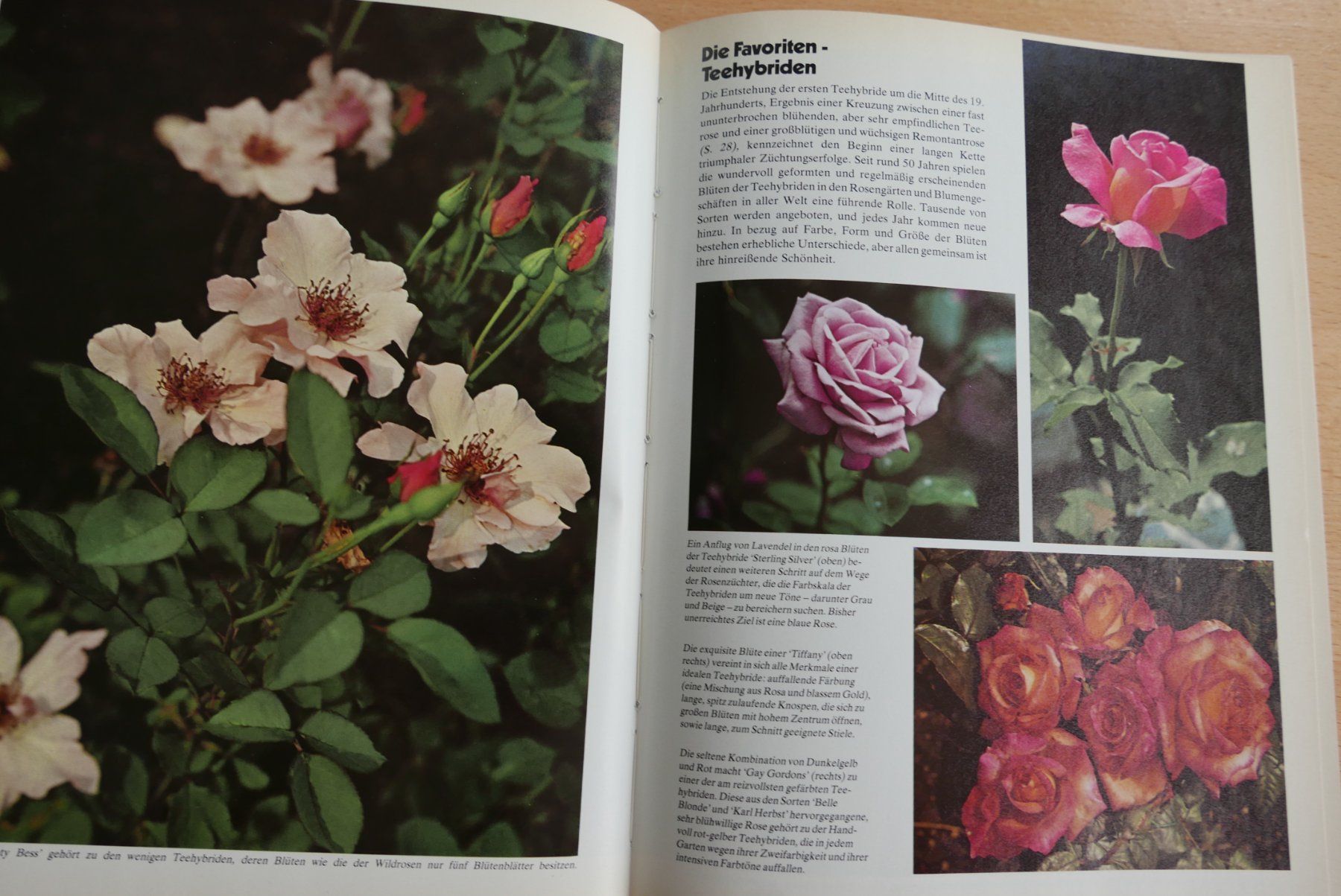 Livres: Rosen Buch – D'occasion à Rotkreuz par nigal 2