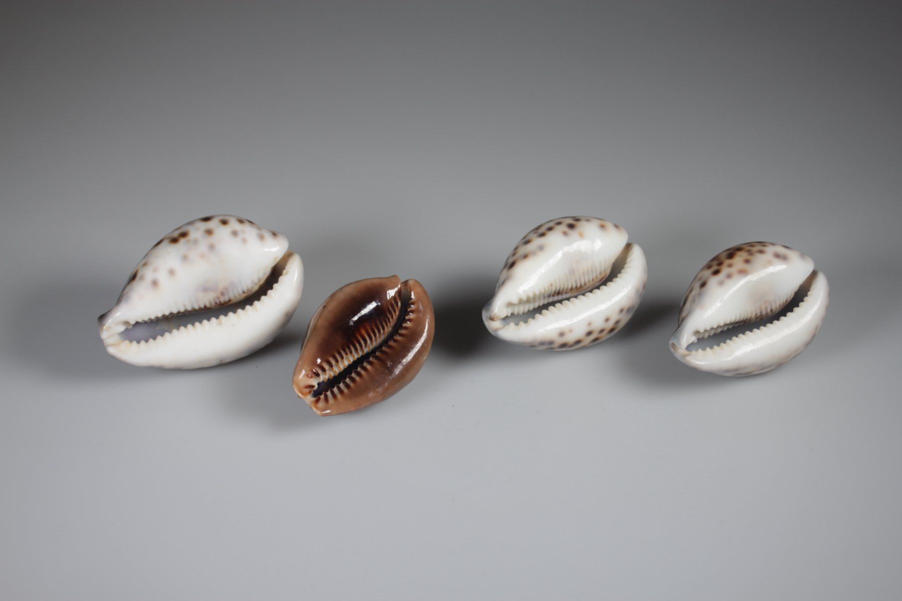 Fossili: 4 Tiger-Kaurischnecken Muscheln – Usato da Basel venduto da IRMAundFRED 1