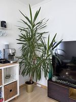 Grosse Yucca-Palme / Zimmerpflanze inkl. Übertopf