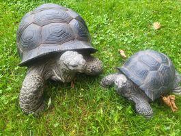 2 Schiltkröten