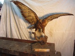 Ausgestopfter Hühnervogel - Mäusebussard