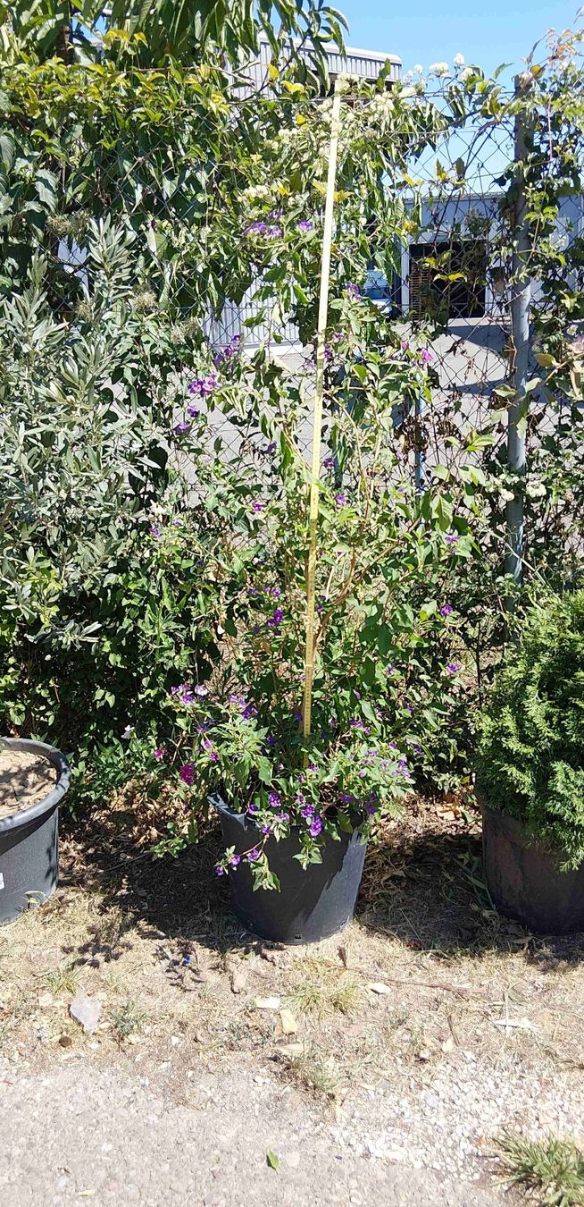 Pflanzen & Samen: Solanum mit violetten Blüten  – Gebraucht aus Buchs ZH von Fabian8107