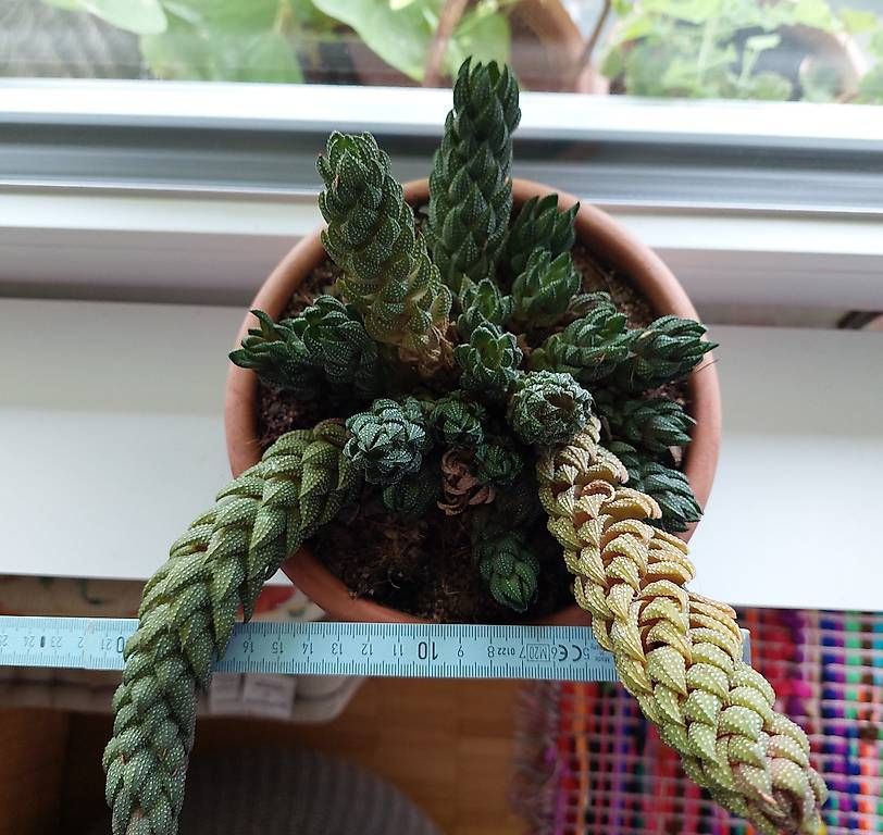 Piante & sementi: Kaktee, Succulent – Usato da Nidau venduto da jul_6tpv 1