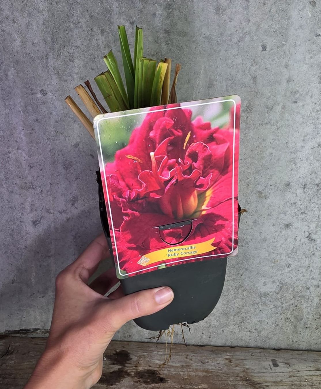 Piante & sementi: Taglilie / Hemerocallis 'Ruby Corsage' – Nuovo (secondo la descrizione) da St.Erhard venduto da Plumilandschweiz 2