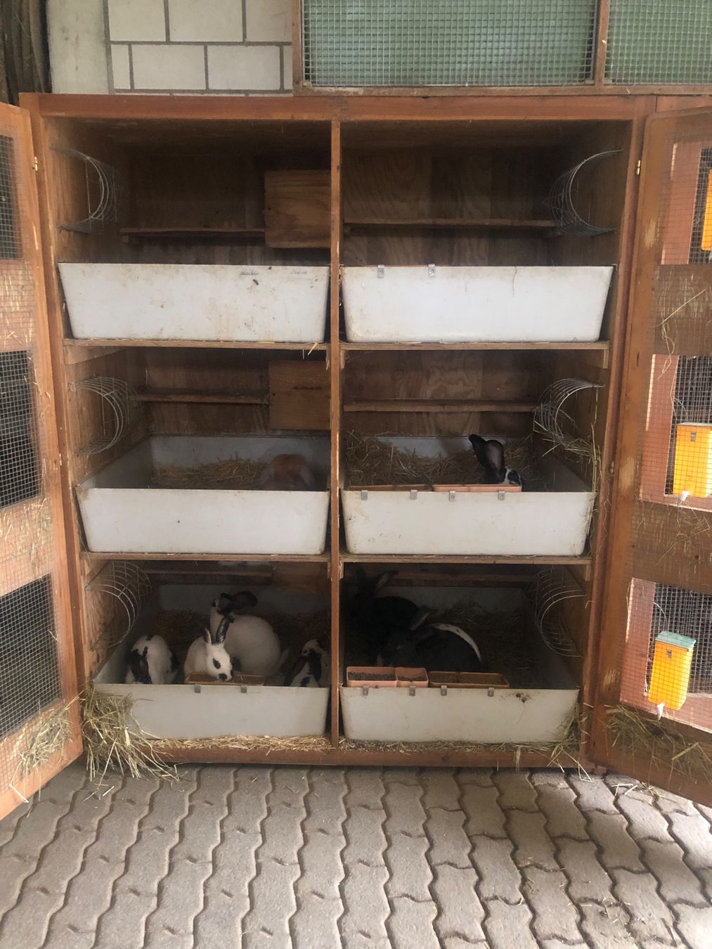 Cages, transport & sécurité: Kaninchenstall – D'occasion à Buchs LU par Diarella 4