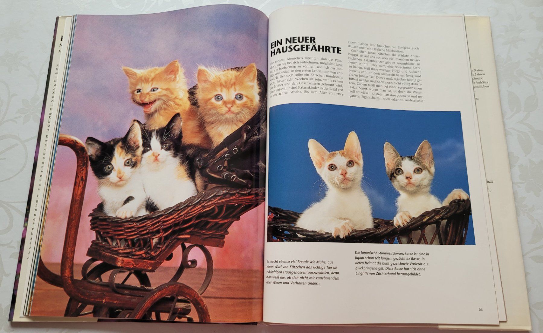 Bücher: Marcus Schneck - Katzenkinder – Gebraucht aus Zürich von fourpaws 8