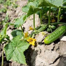 Profile image of Cornichon