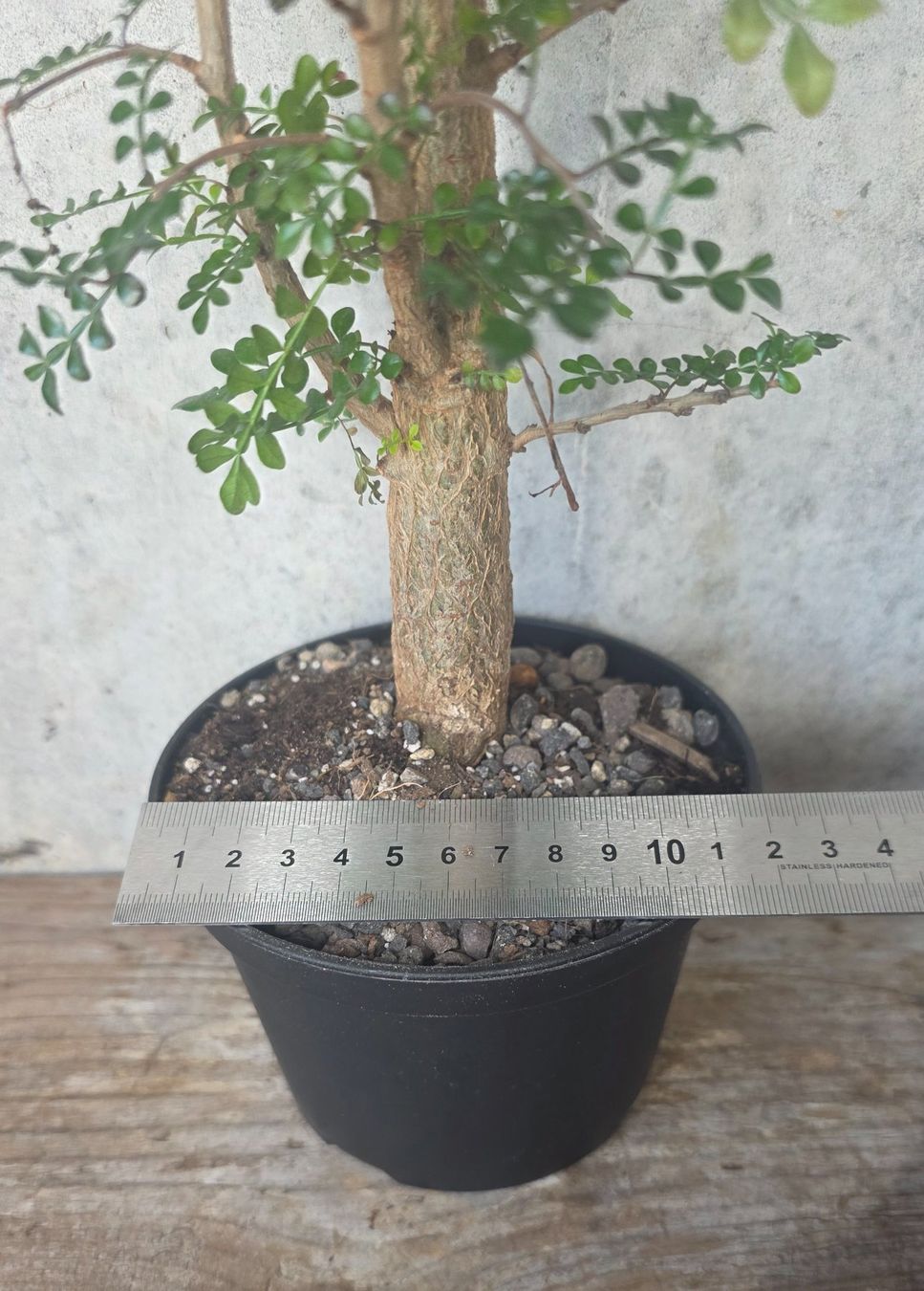 Plantes & graines: Operculicarya decaryi – Neuf (Voir description) à St.Erhard par Plumilandschweiz 1