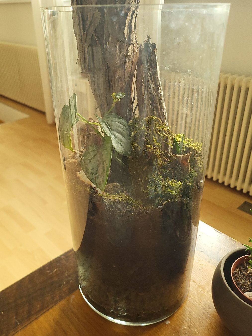 Pflanzen & Samen: Pflanze im Glas, Terrarium, Efeutute – Gebraucht aus Wald ZH von HerrDerDinger 1