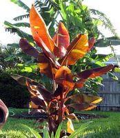 MUSA SIAM RUBY  bananier rouge de collection 20cm