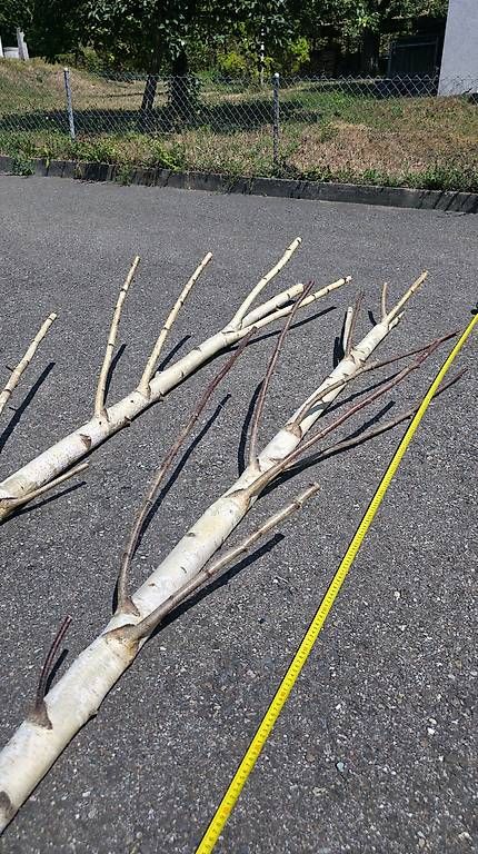 Articoli in legno: 2 Birkenstämme ca. 233 cm für Deko oder Garderobe – Usato da Dornach venduto da IP5 2