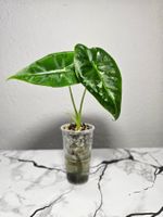 Alocasia Frydek Albo Jungpflanze