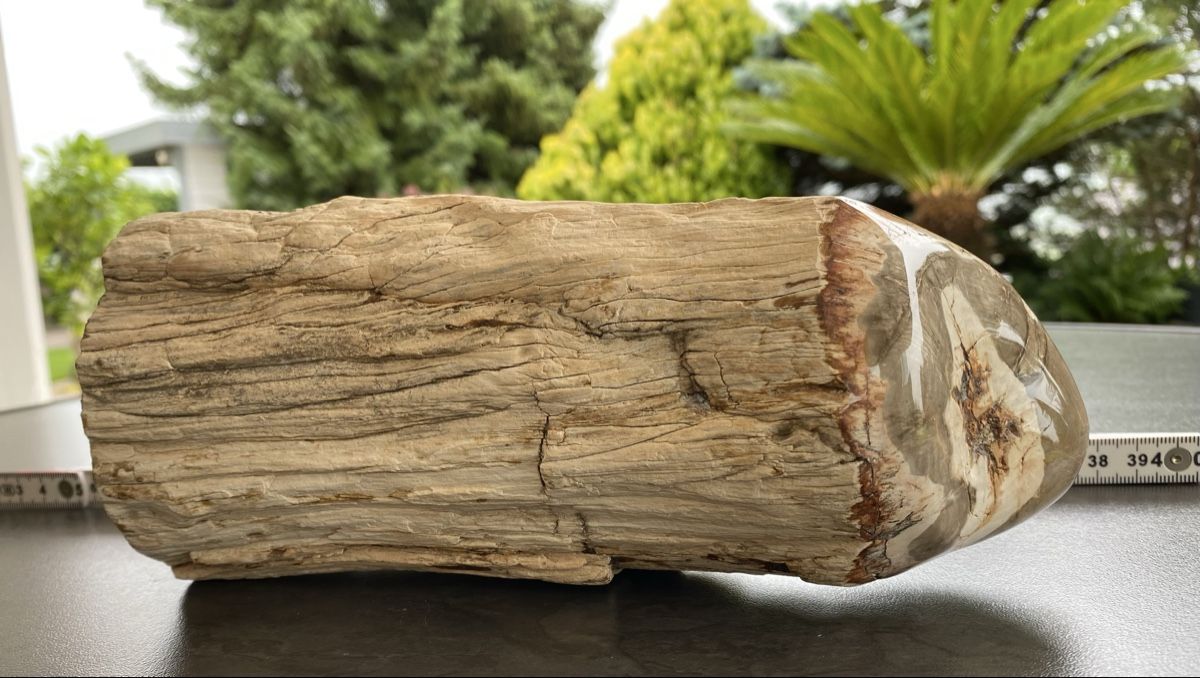 Minerali & Pietre curative: Wunderschönes grosses versteinertes Stück Holz  – Usato da Selzach venduto da 321compac 6