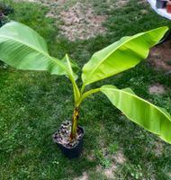 Bananen Jungpflanzen