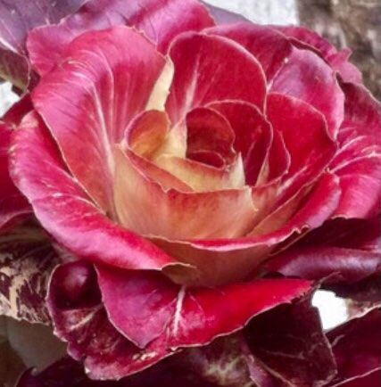 Piante & sementi: ROTE ZICHORIE 🌱 CHICORÉE ROUGE – Nuovo e nell'imballaggio originale da Rovio venduto da POSITIFFARTandPLANTS 2