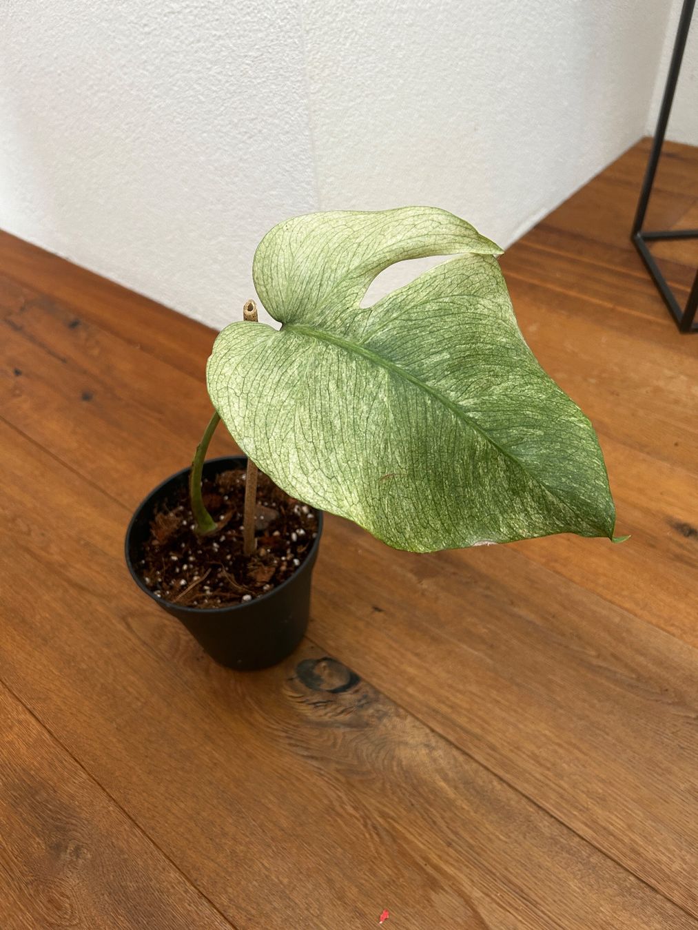 Piante & sementi: Monstera full mint Steckling mit Neuaustrieb – Nuovo e nell'imballaggio originale da Wattwil venduto da Mikesplantshop
