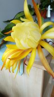 Epiphyllum Blattkaktus Epicactus Golden Octopus