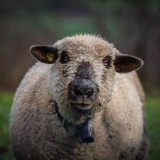 Profile image of wedau
