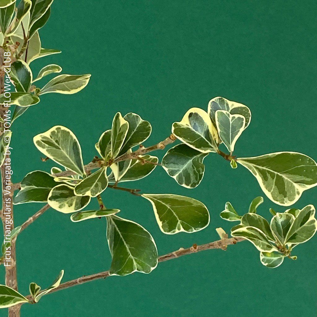 Pflanzen & Samen: Ficus Triangularis Variegata - einzigartige Dreiecksfeige – Neu und originalverpackt aus Adliswil von astom369 9