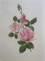 Mappe mit 40 schönen Rosenbildern von Anne Marie Trechslin