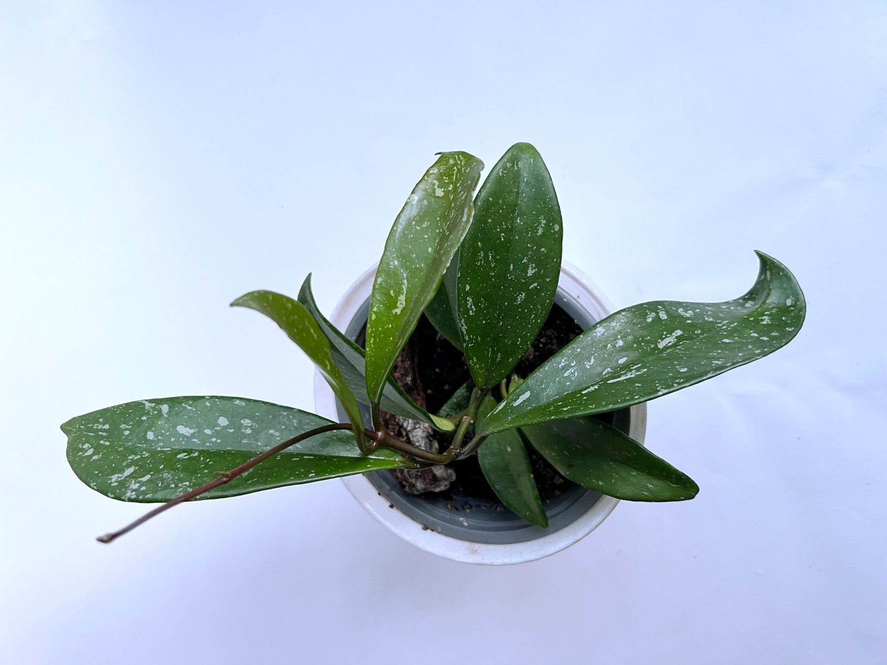 Piante & sementi: HOYA*Publicayx Splash***** – Nuovo (secondo la descrizione) da Dübendorf venduto da Orchid18 1