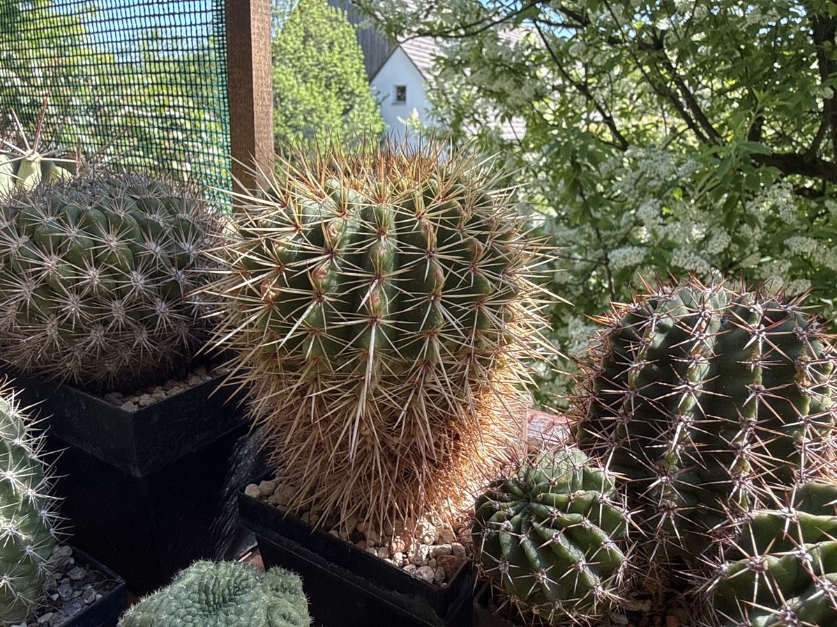 Piante & sementi: Notocactus roseoluteus – Usato da Rorbas venduto da SimS0n 2