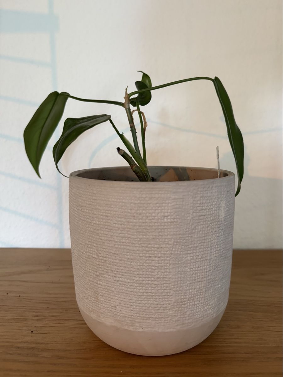 Plantes & graines: Philodendron Florida Green – D'occasion à Zürich par keegstra