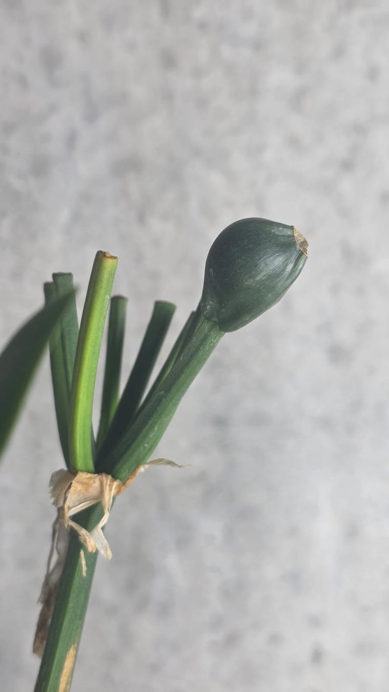 Piante & sementi: **Rarität** Clivia Gelb – Nuovo (secondo la descrizione) da St.Erhard venduto da Plumilandschweiz 4