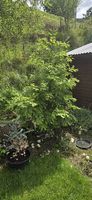 Urweltmammutbaum (Metasequoia glyptostroboides)