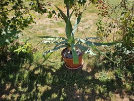 Jahrhundert agave americana Riesig 125 cm hoch, 150 cm breit
