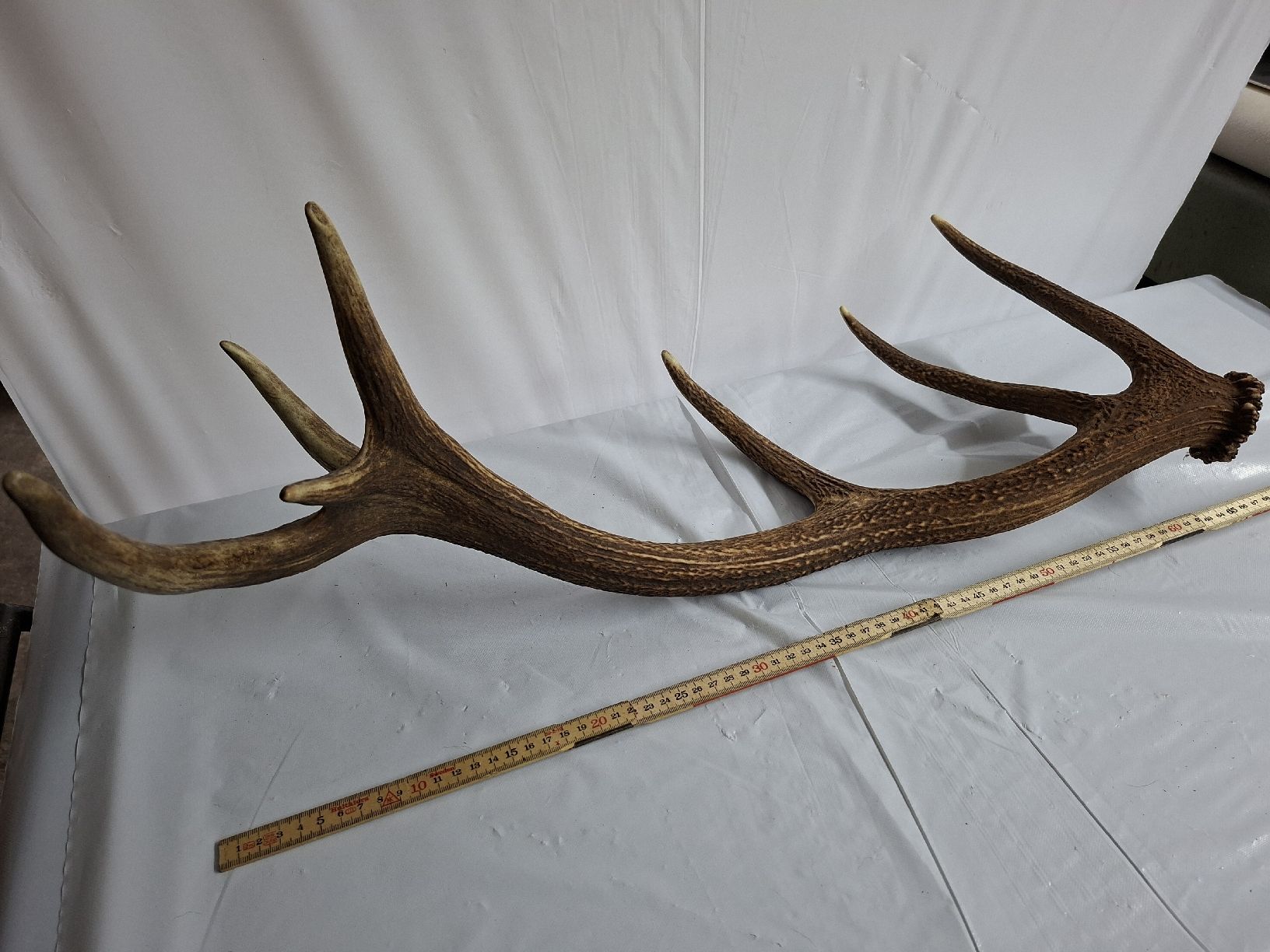 Altre raccolte & rarità: Hirsch Abwurfstange 70cm – Usato da Urnäsch venduto da Ursjack 1