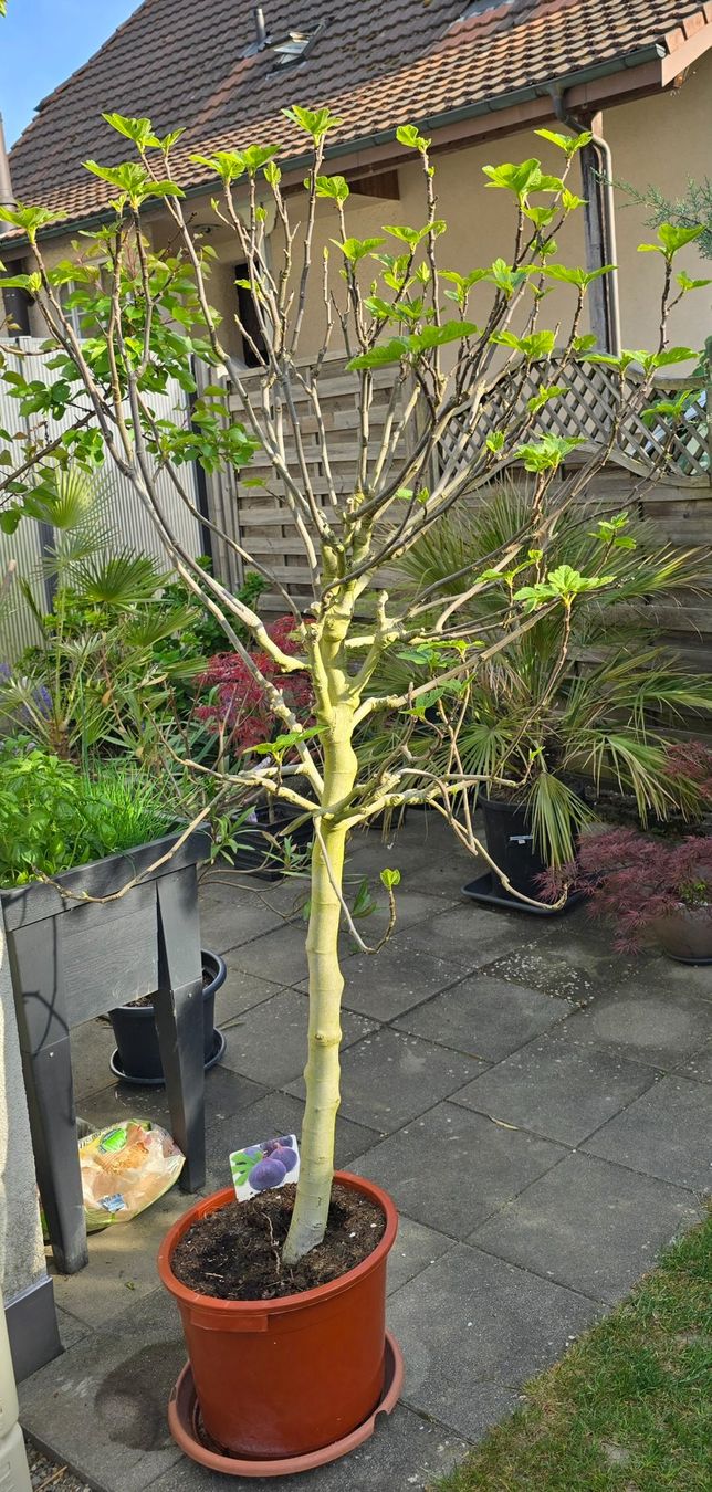 Piante & sementi: Schöner grosser kräftiger Feigenbaum – Usato da Aarburg venduto da popkorn65 2