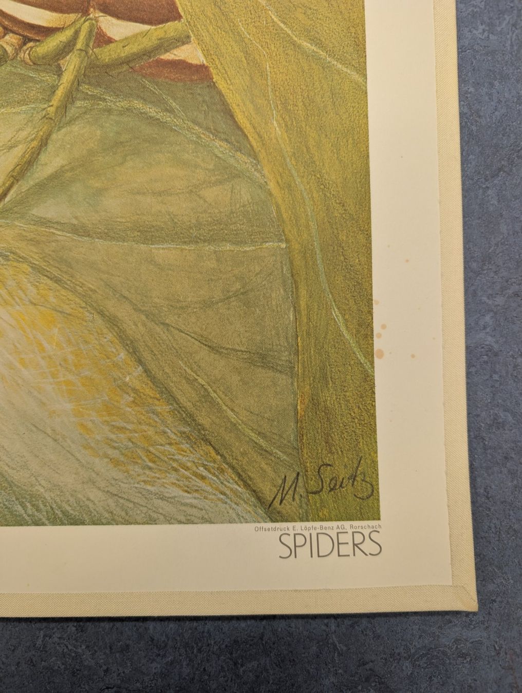 Foto & Immagini: Schulwandbild Nr. 171 - Spinnen – Usato da Luzern venduto da JenKu 3