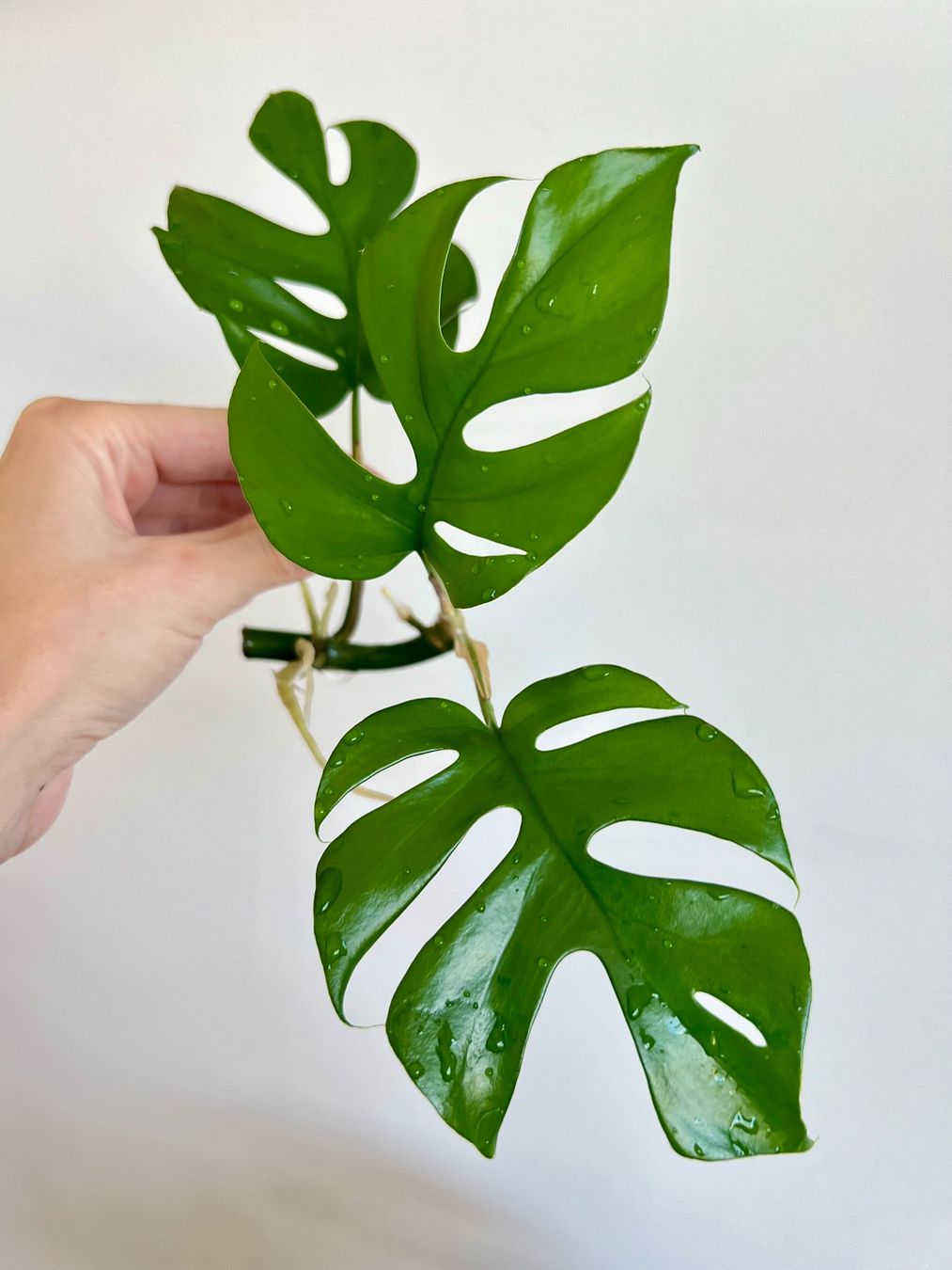 Piante & sementi: Monstera minima Kopfsteckling🔥 – Usato da Glattpark(Opfikon) venduto da ste_n99y 1