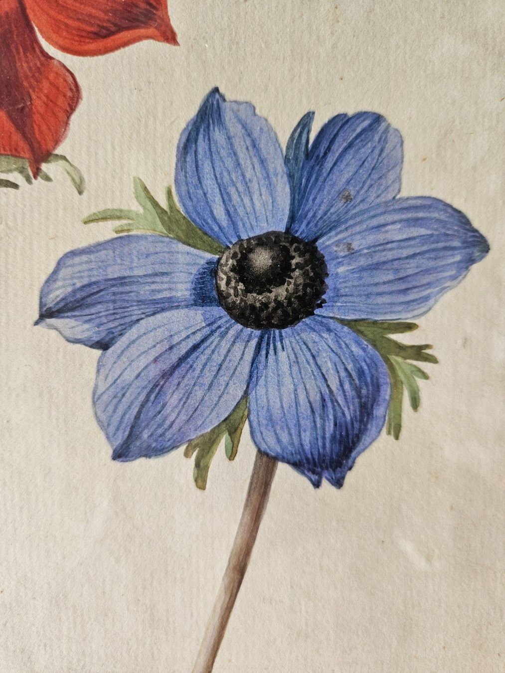 Dipinti: Europäische Schule 18./19.Jh. "Anemonen" – Usato da Wisen SO venduto da gralstrand 2