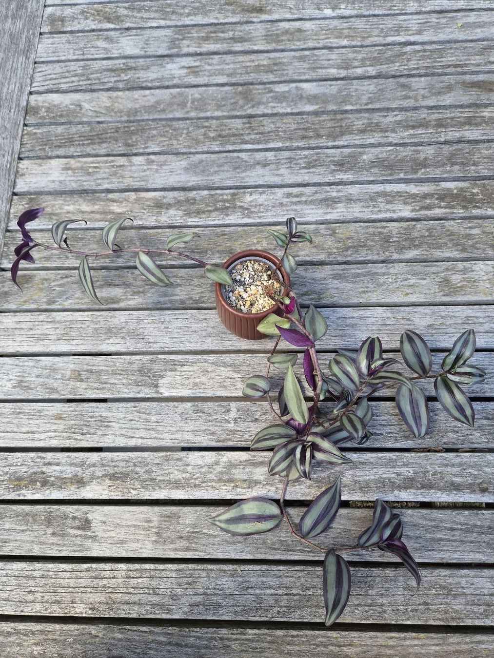 Pflanzen & Samen: Tradescantia Duo – Gebraucht aus Zürich von ebirch_ 3