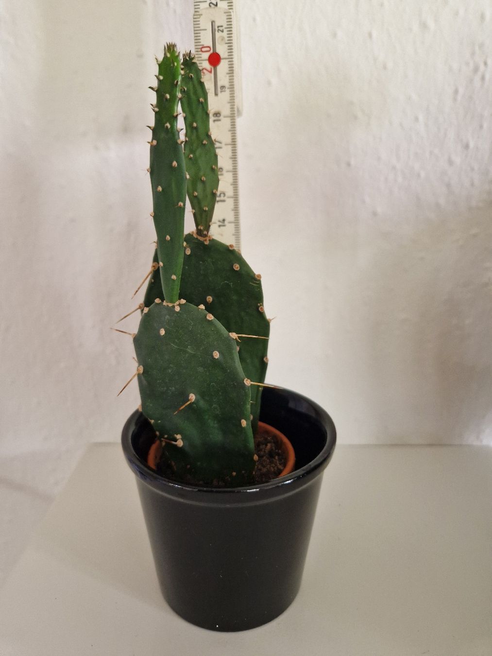 Piante & sementi: Kaktus Opuntia – Usato da Triengen venduto da KittyKat6 2