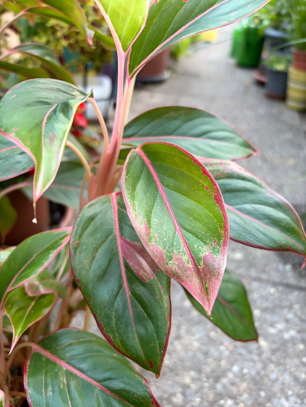Plantes & graines: Aglaonema, grosser, bewurzelter Steckling – Neuf (Voir description) à Winterthur par Aniger 8