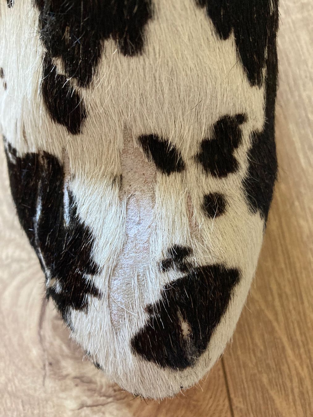 Deerberg Damenschuhe: Stiefel – Gebraucht aus münsingen von rosa71rot 7