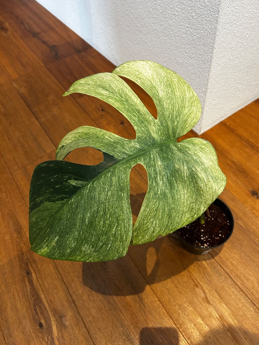 Pflanzen & Samen: Monstera Jungle Mint Steckling – Gebraucht aus Wattwil von Mikesplantshop